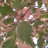 Tricolor Beech #5 - Image 2